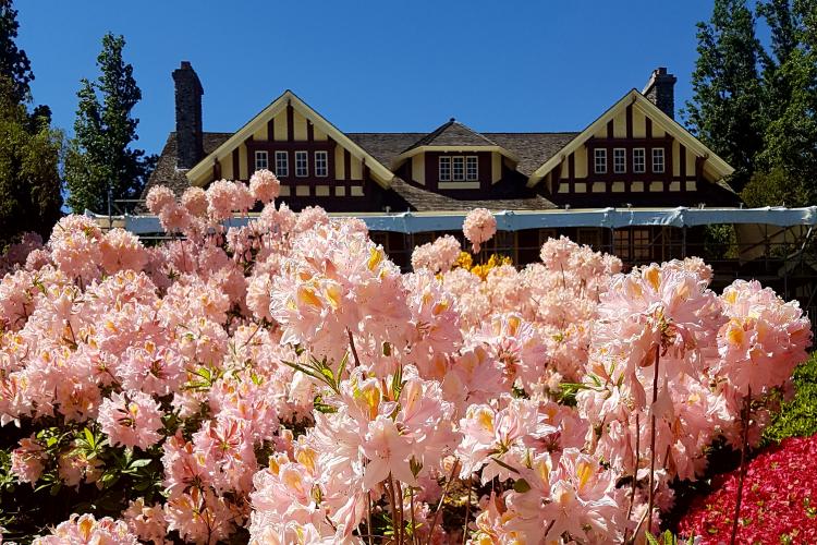 Rhododendrons growing on the lawns of the Shadbolt center